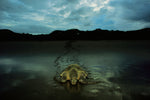 INTRODUCING THE OLIVE RIDLEY SEA TURTLE