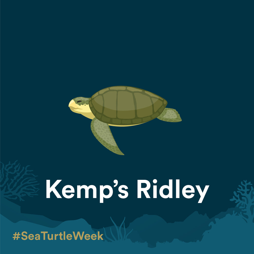 INTRODUCING THE KEMP'S RIDLEY SEA TURTLE