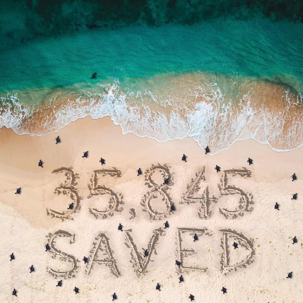 CELEBRATING OUR LATEST FUNDRAISING MILESTONE - 35K BABY SEA TURTLES SAVED!