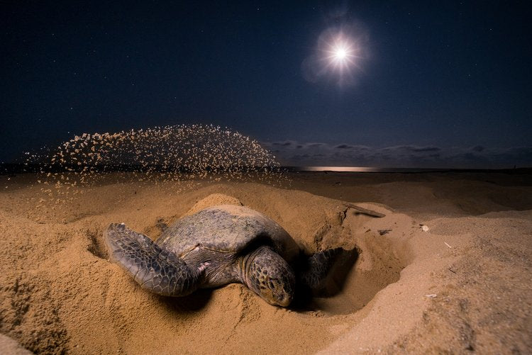 ON EARTH DAY 2023 - WHY WE’RE OBSESSED WITH SEA TURTLES