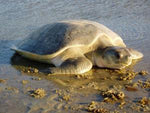 INTRODUCING AUSTRALIA'S FLATBACK SEA TURTLE