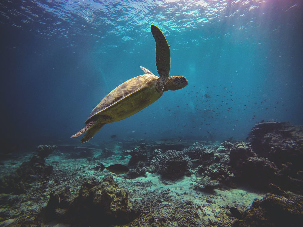12 AMAZING FACTS ABOUT SEA TURTLES