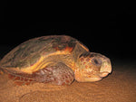 INTRODUCING THE LOGGERHEAD SEA TURTLE