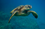 INTRODUCING THE GREEN SEA TURTLE