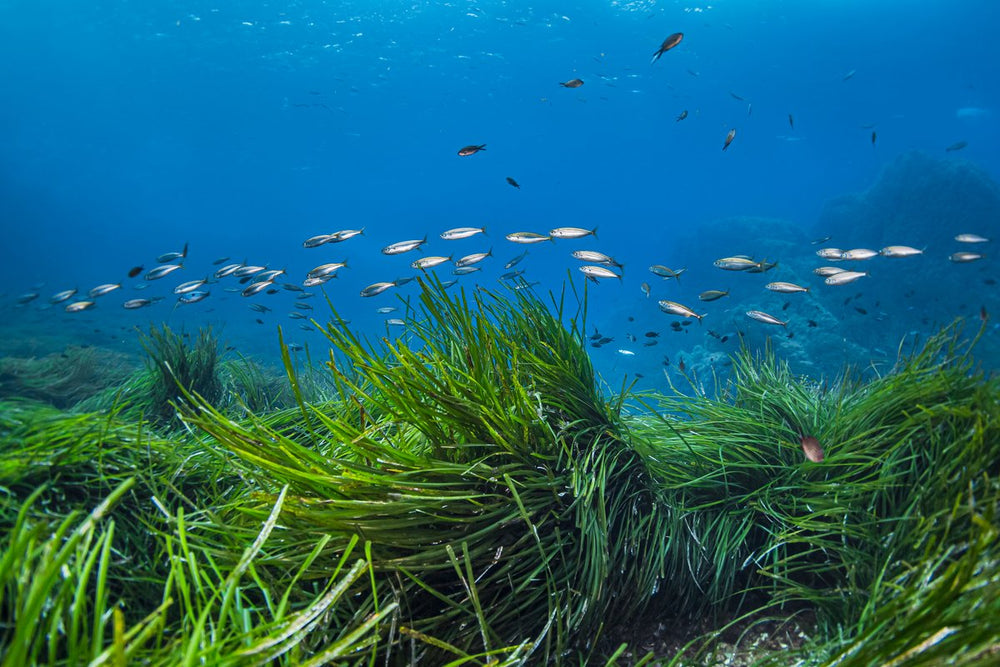 OFFSETTING OUR CARBON EMISSIONS BY PLANTING SEAGRASS
