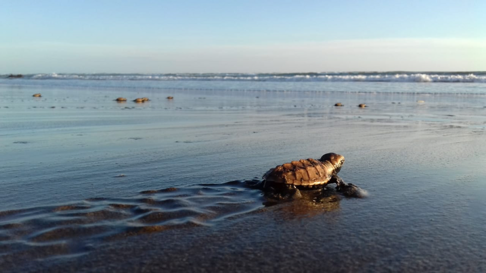 PROJECT SPOTLIGHT: SAVING HAWKSBILL SEA TURTLES IN EL SALVADOR