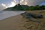 INTRODUCING THE GIANT LEATHERBACK SEA TURTLE!