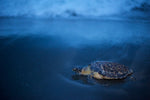 INTRODUCING THE HAWKSBILL SEA TURTLE