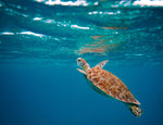 Did you know that all seven species of sea turtle are today either endangered or threatened? A creature that has been on Earth for 110 million years could soon be extinct.
